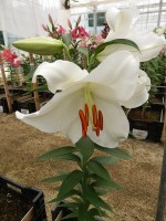 [4425 PO24 Monroe No02.JPG]